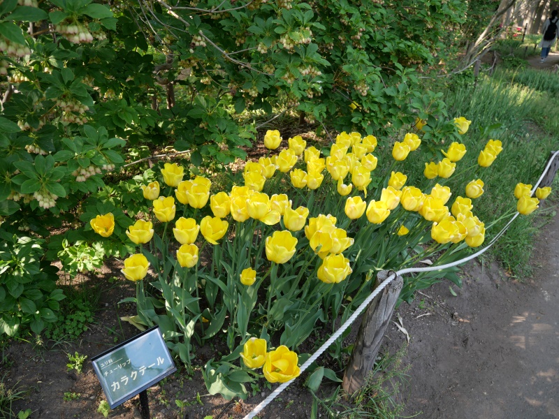 チューリップ カラクテール