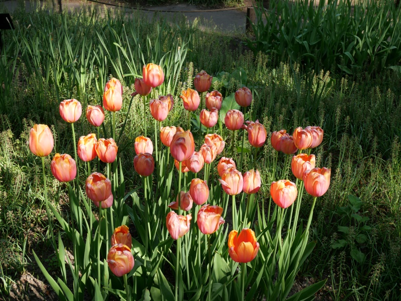 チューリップ ドルドーネ