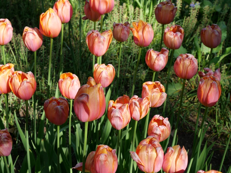 チューリップ ドルドーネ