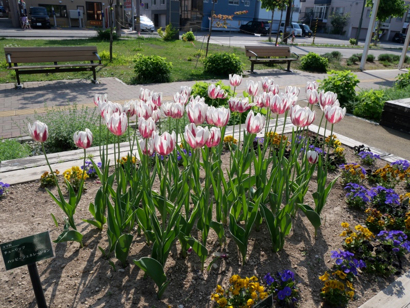 チューリップ ハッピージェネレーション