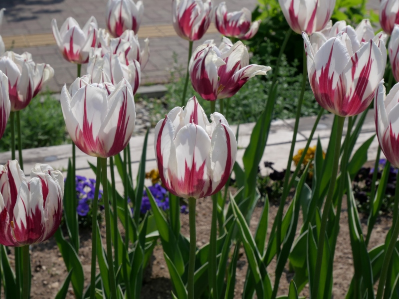 チューリップ ハッピージェネレーション