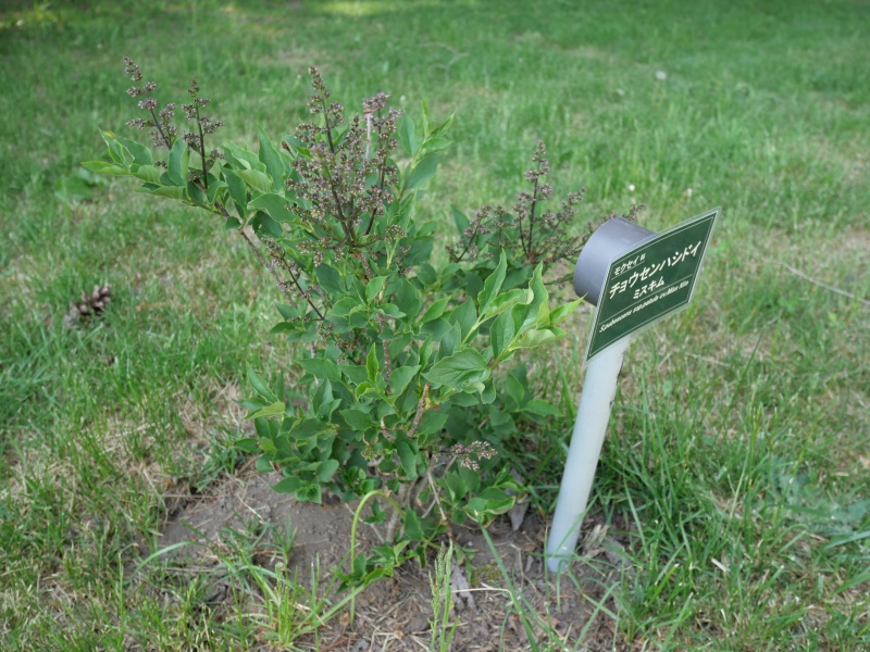 チョウセンハシドイ ‘ミスキム’(Syringa pubescens subsp. patula ‘Miss Kim’)