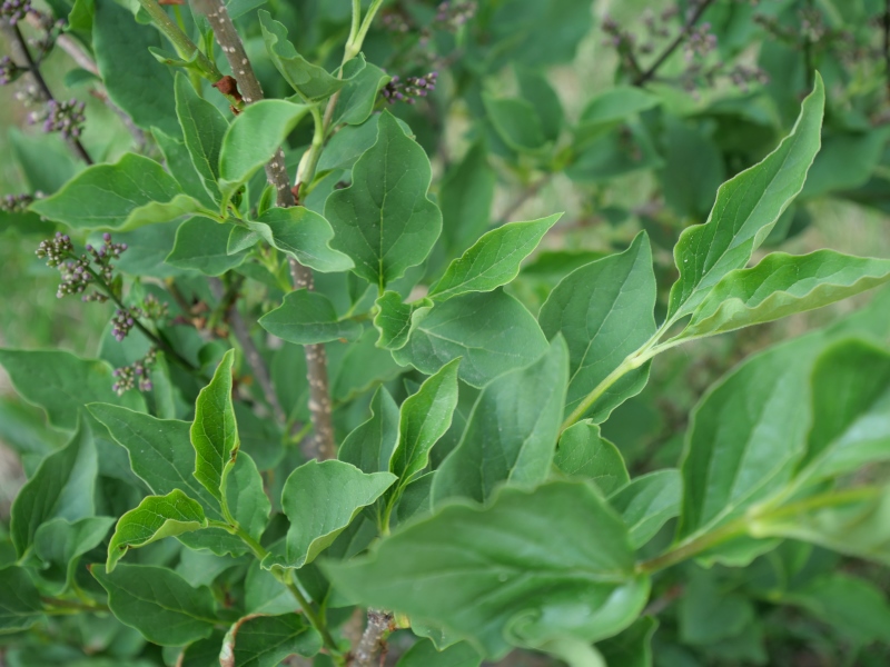 チョウセンハシドイ ‘ミスキム’(Syringa pubescens subsp. patula ‘Miss Kim’)