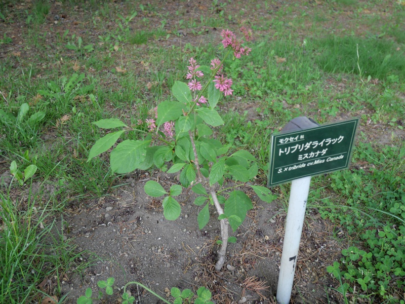 トリプリダライラック ‘ミスカナダ’(Syringa ×tribrida cv. Miss Canada)