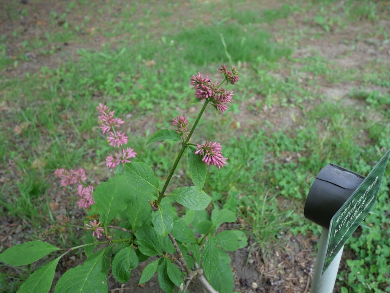 トリプリダライラック ‘ミスカナダ’(Syringa ×tribrida cv. Miss Canada)