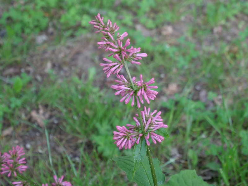 トリプリダライラック ‘ミスカナダ’(Syringa ×tribrida cv. Miss Canada)