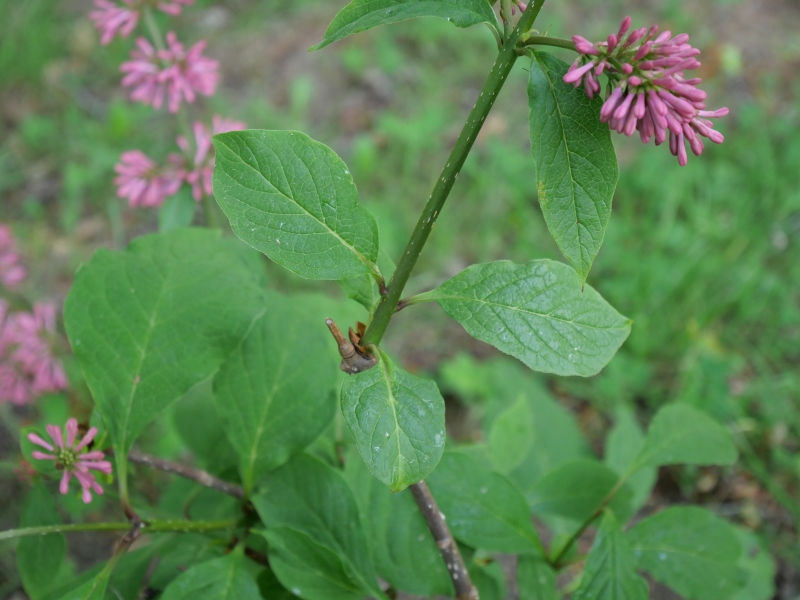 トリプリダライラック ‘ミスカナダ’(Syringa ×tribrida cv. Miss Canada)