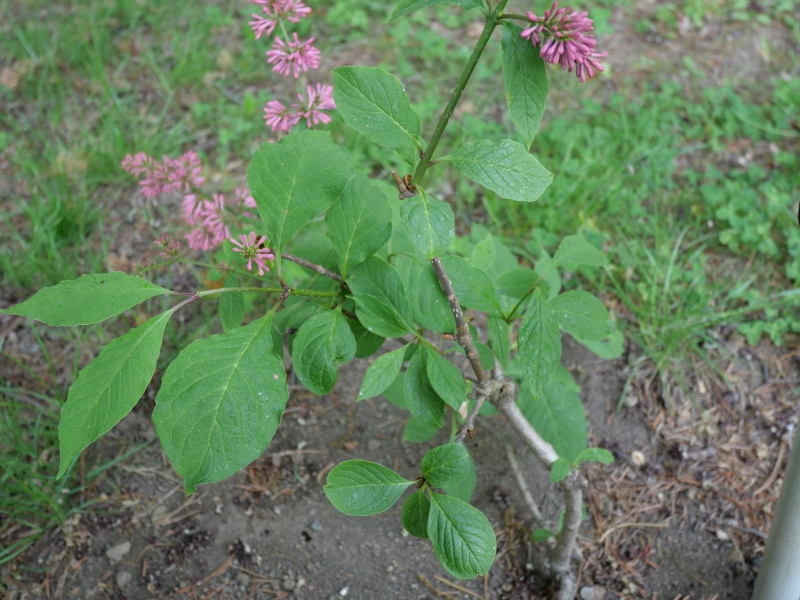 トリプリダライラック ‘ミスカナダ’(Syringa ×tribrida cv. Miss Canada)