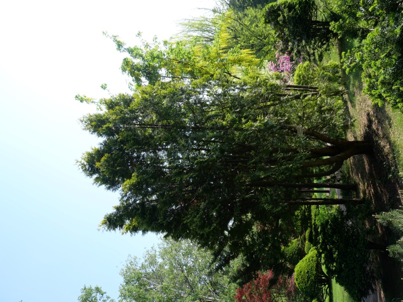 ニオイヒバ ‘ヨーロッパゴールド’(Thuja occidentalis ‘Europe Gold’)