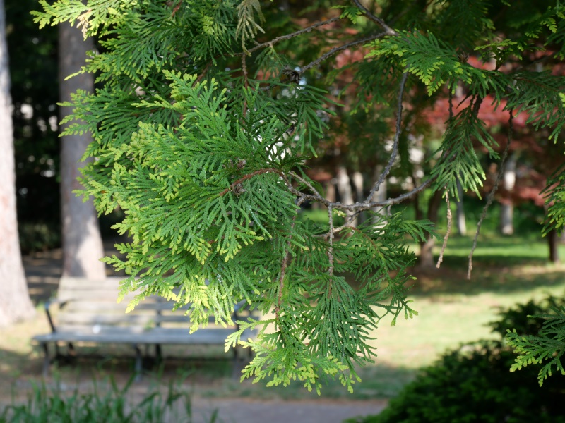 ニオイヒバ ‘ヨーロッパゴールド’(Thuja occidentalis ‘Europe Gold’)