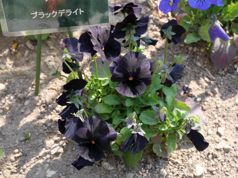 Viola ビオラ ソルベ ブラックデライト