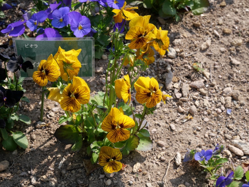 Viola ビオラ ソルベ タイガーアイイエロー