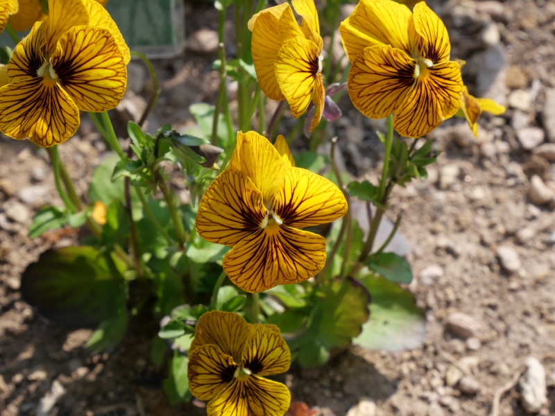 Viola ビオラ ソルベ タイガーアイイエロー