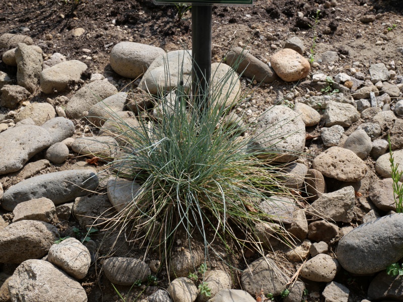 Festuca glauca ‘Elijah blue’