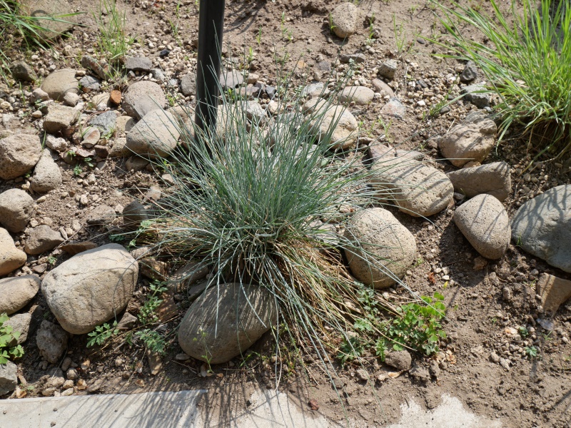 Festuca glauca ‘Blue Select’