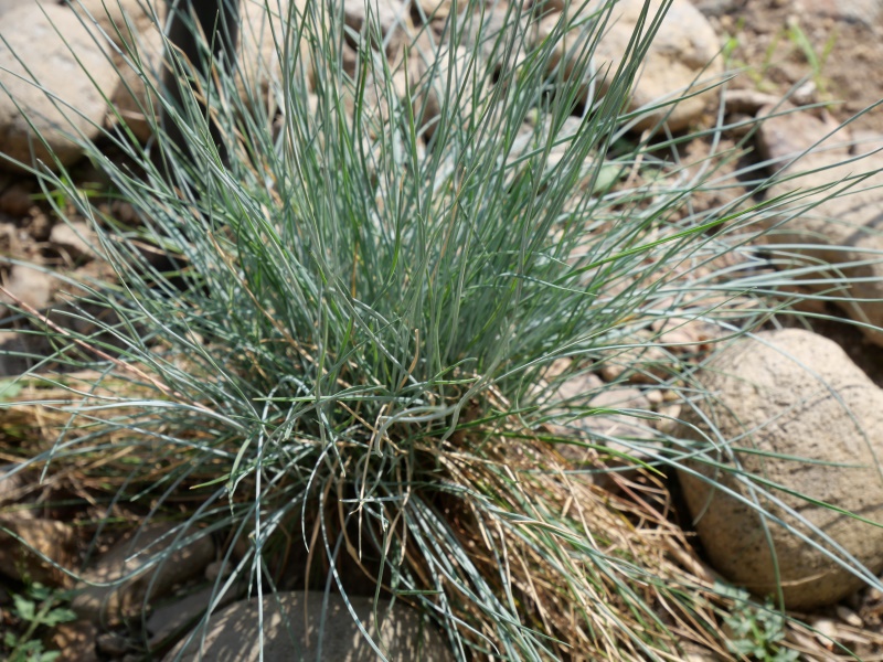 Festuca glauca ‘Blue Select’