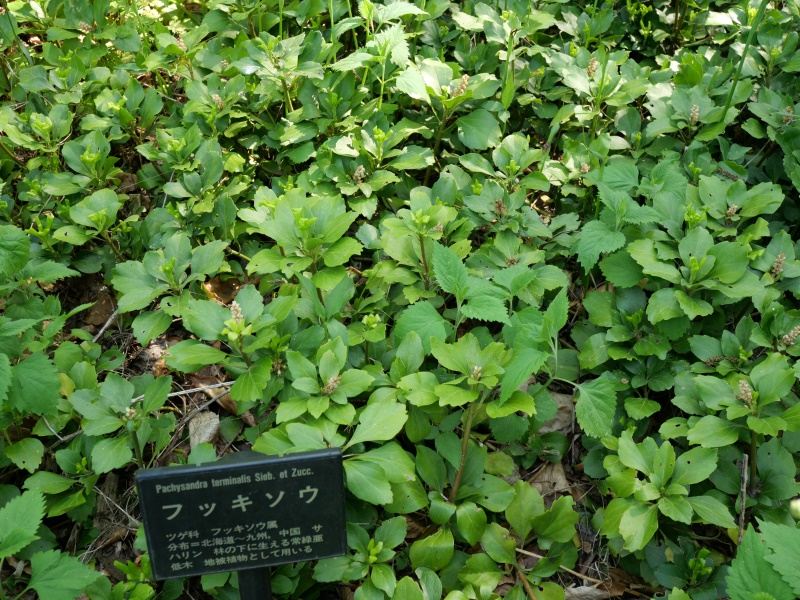 フッキソウ(Pachysandra terminalis)