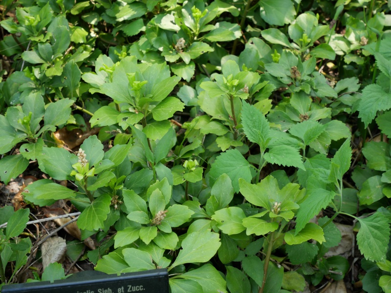 フッキソウ(Pachysandra terminalis)