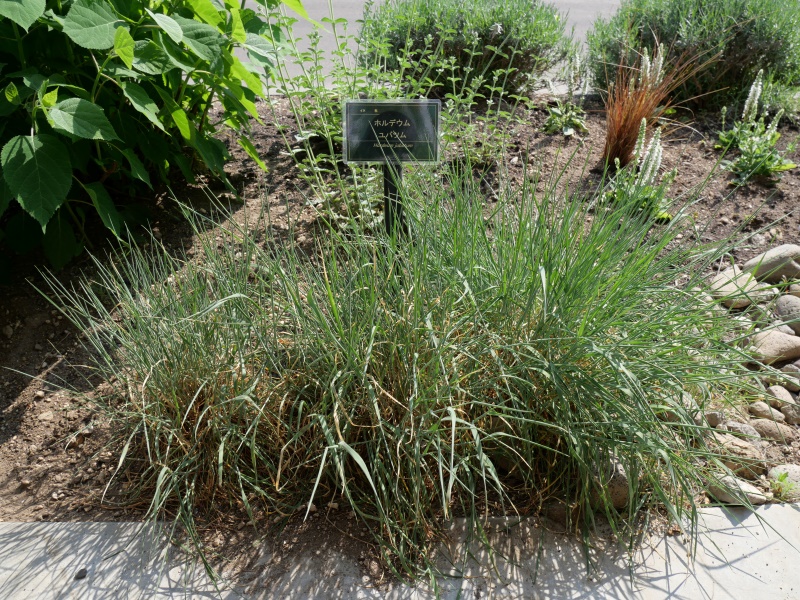 Hordeum jubatum