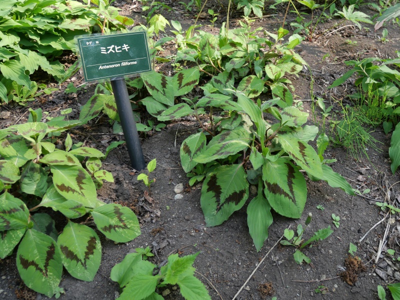ミズヒキ(Persicaria filiformis (Thunb.) Nakai)