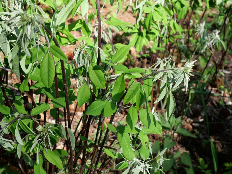 ミヤギノハギ(Lespedeza thunbergii)