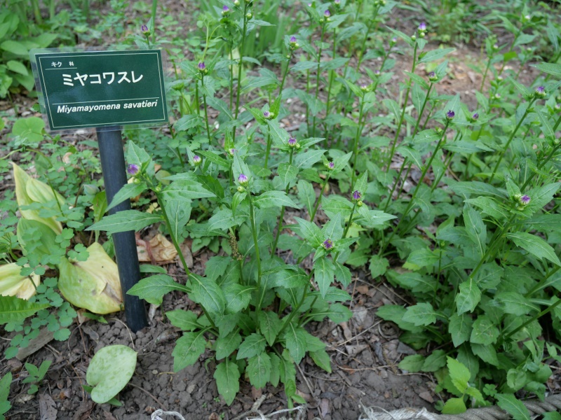 ミヤマヨメナ、ミヤコワスレ(Miyamayomena savatieri (Makino) Kitam.)
