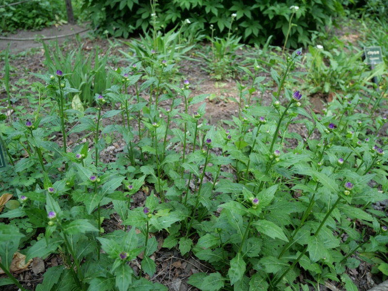 ミヤマヨメナ、ミヤコワスレ(Miyamayomena savatieri (Makino) Kitam.)