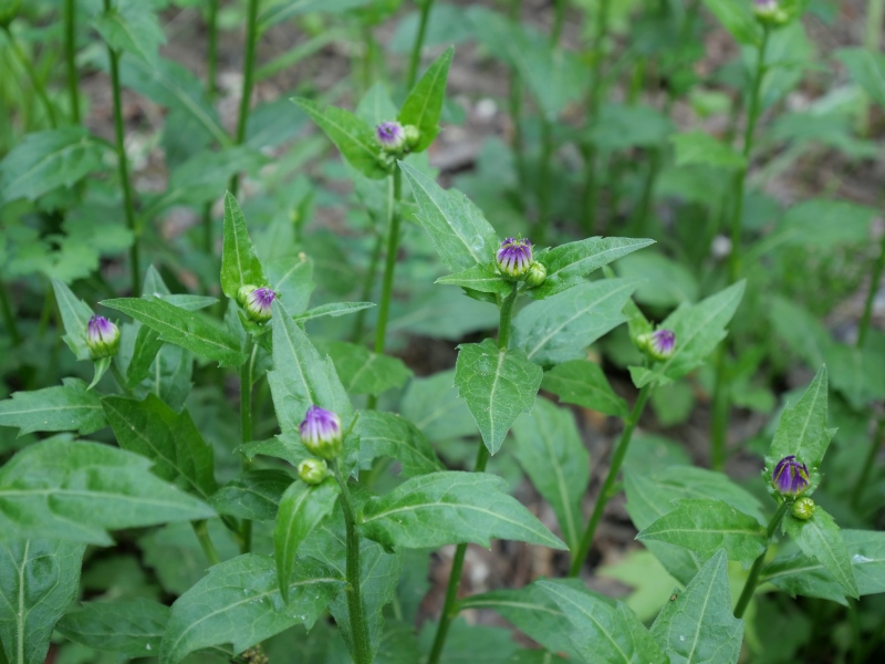 ミヤマヨメナ、ミヤコワスレ(Miyamayomena savatieri (Makino) Kitam.)