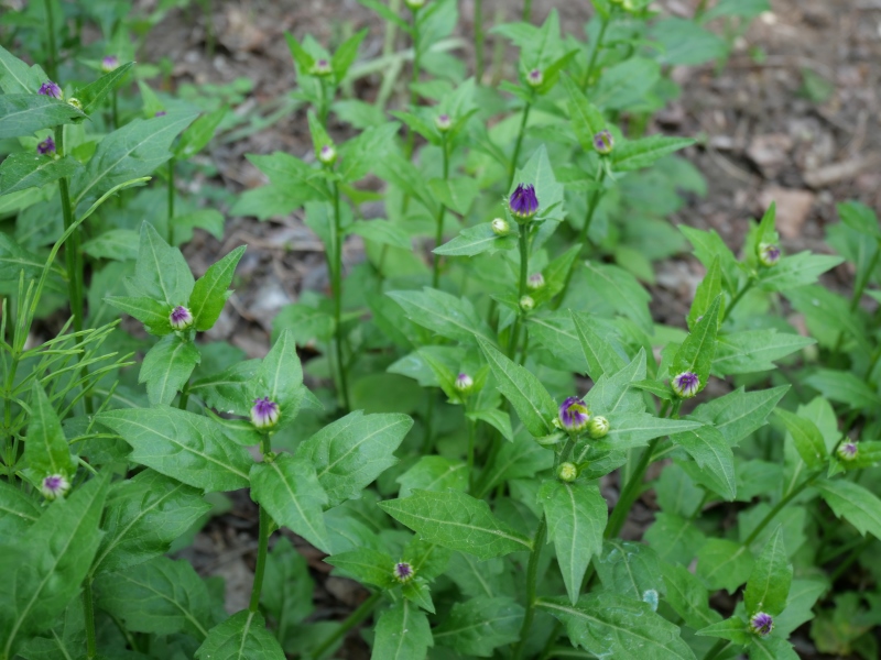 ミヤマヨメナ、ミヤコワスレ(Miyamayomena savatieri (Makino) Kitam.)