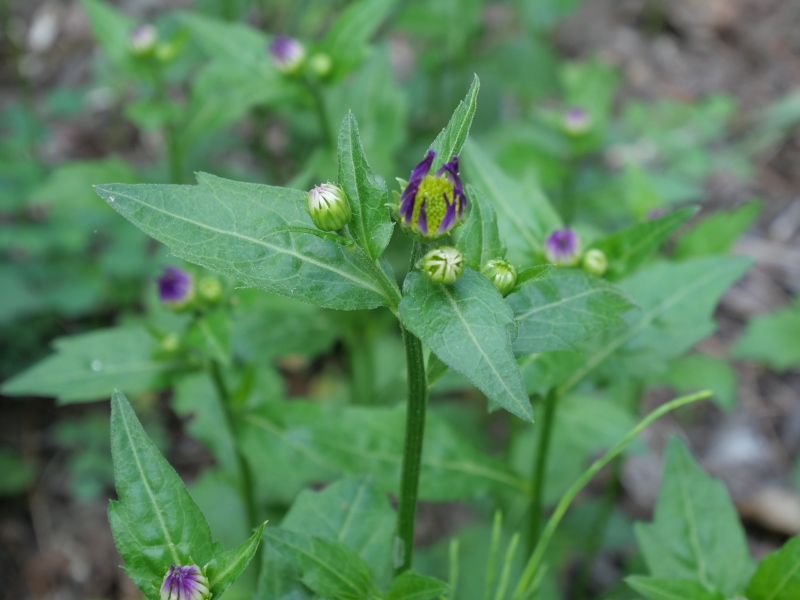 ミヤマヨメナ、ミヤコワスレ(Miyamayomena savatieri (Makino) Kitam.)