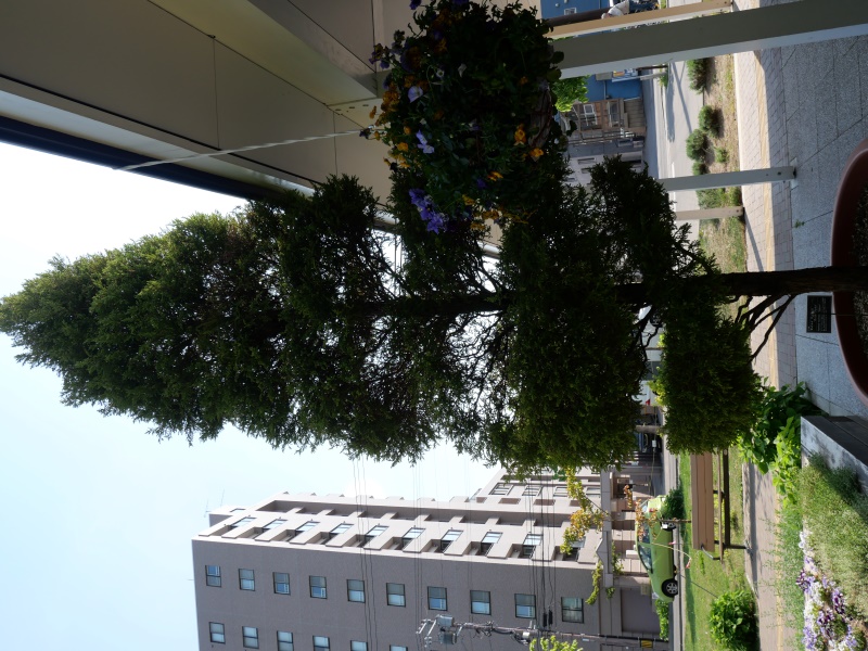 モントレイ・サイプレス ‘ゴールドクレスト’(Cupressus macrocarpa ‘Goldcrest’)