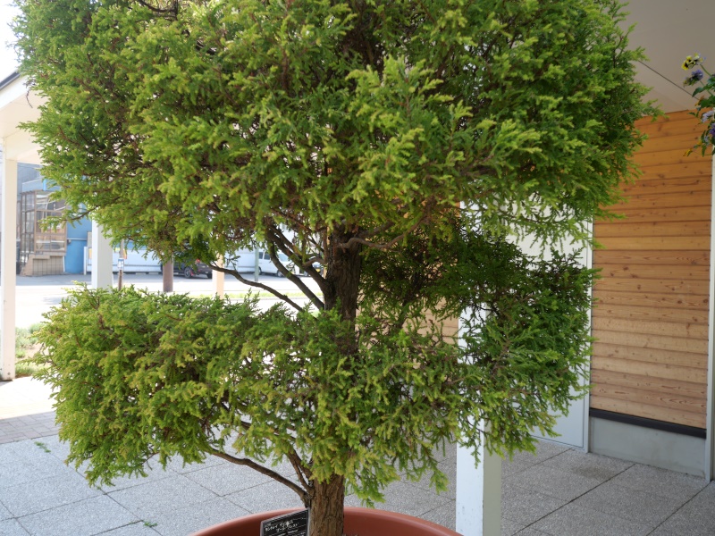 モントレイ・サイプレス ‘ゴールドクレスト’(Cupressus macrocarpa ‘Goldcrest’)