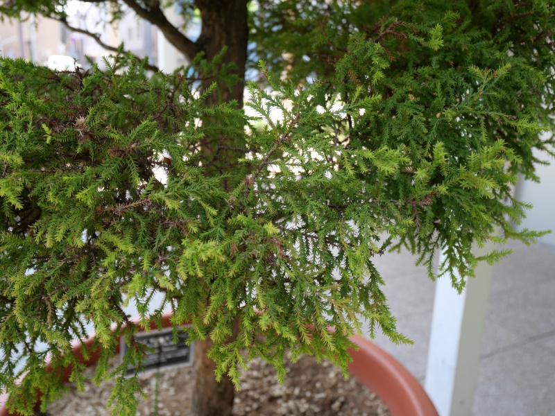 モントレイ・サイプレス ‘ゴールドクレスト’(Cupressus macrocarpa ‘Goldcrest’)