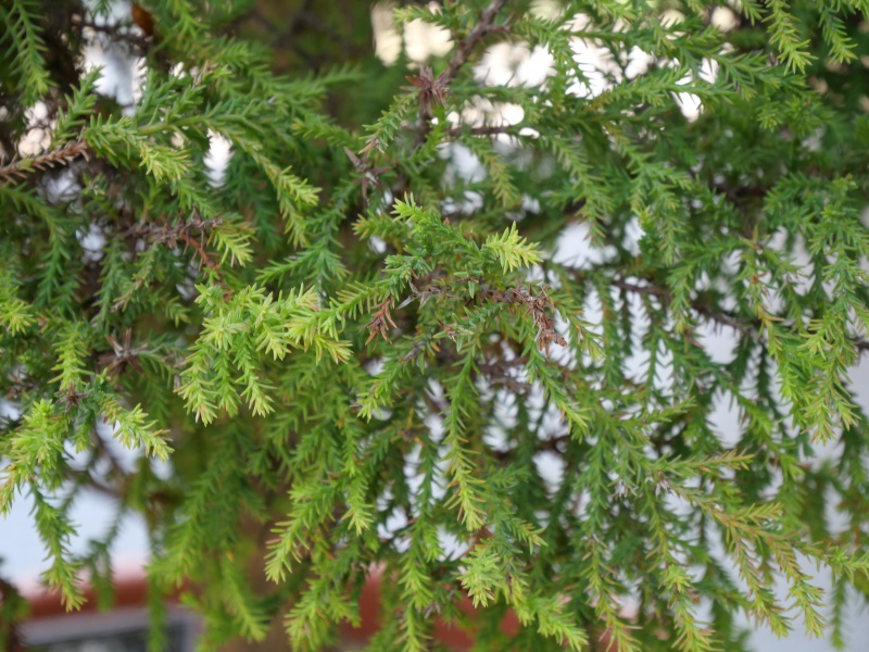 モントレイ・サイプレス ‘ゴールドクレスト’(Cupressus macrocarpa ‘Goldcrest’)