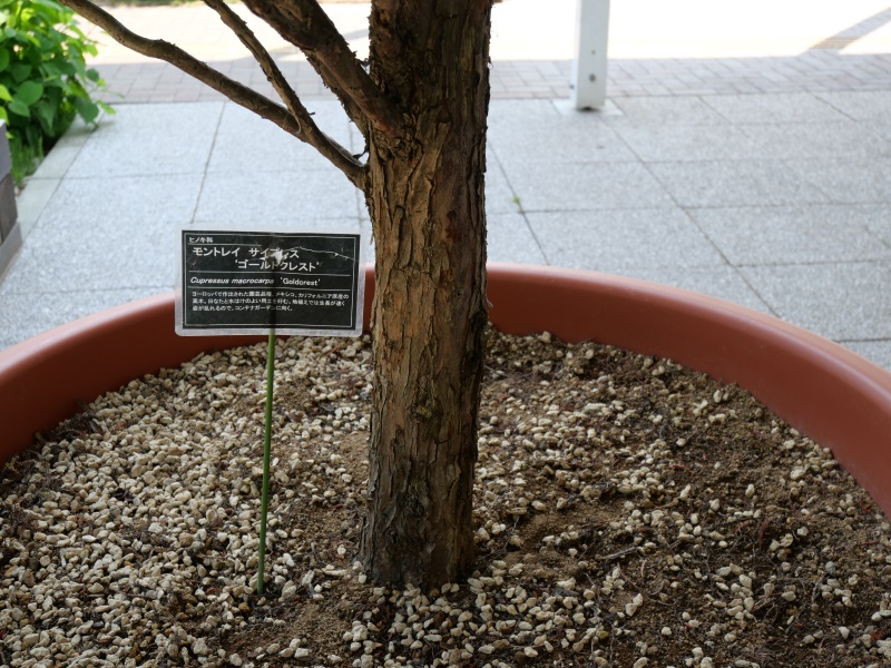 モントレイ・サイプレス ‘ゴールドクレスト’(Cupressus macrocarpa ‘Goldcrest’)