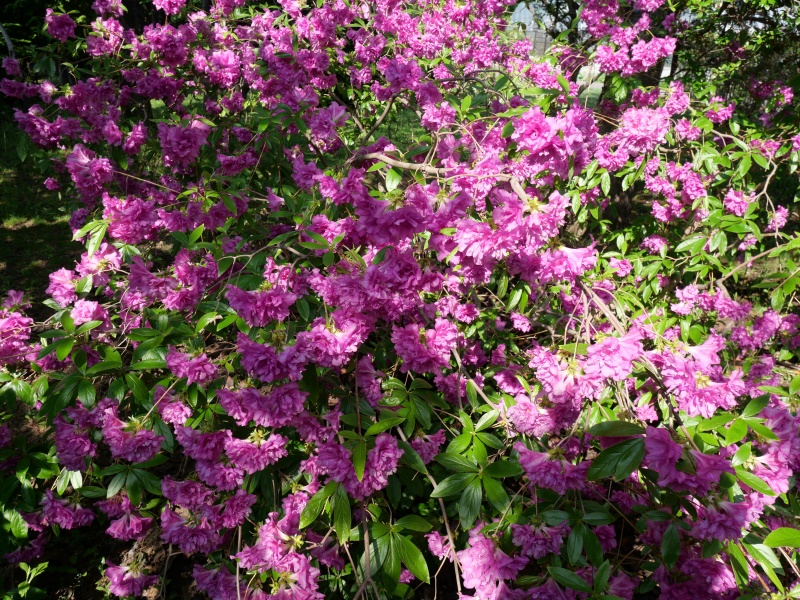 ヨドガワツツジ(Rhododendron yedoense)