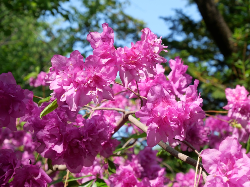 ヨドガワツツジ(Rhododendron yedoense)
