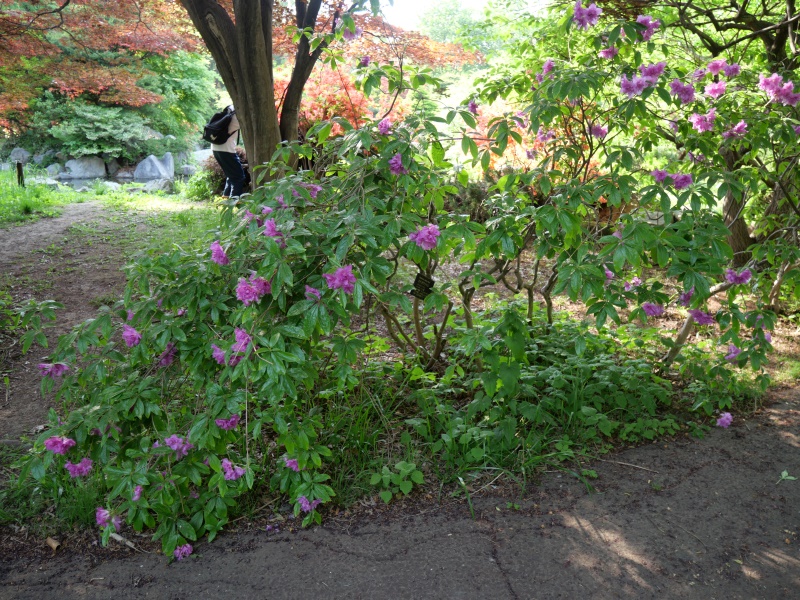 ヨドガワツツジ(Rhododendron yedoense)