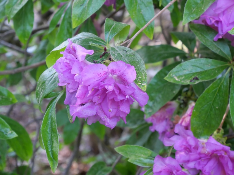 ヨドガワツツジ(Rhododendron yedoense)