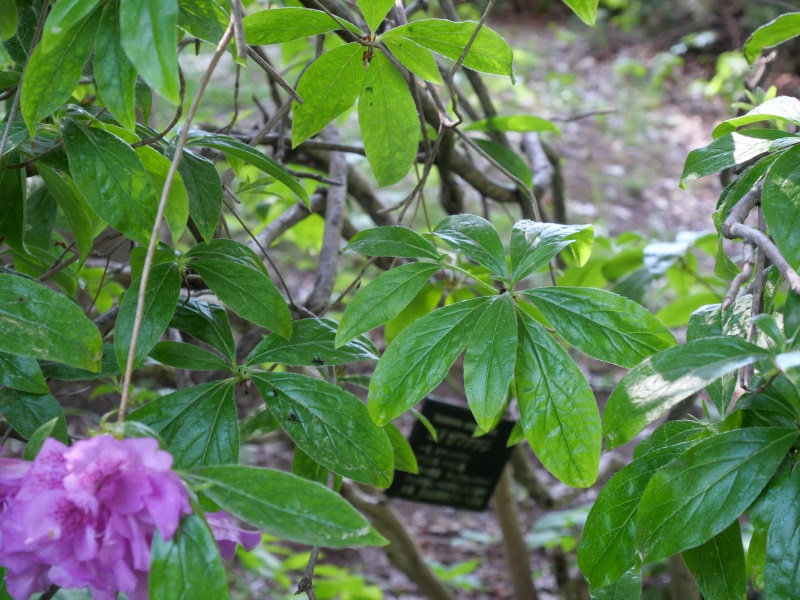 ヨドガワツツジ(Rhododendron yedoense)