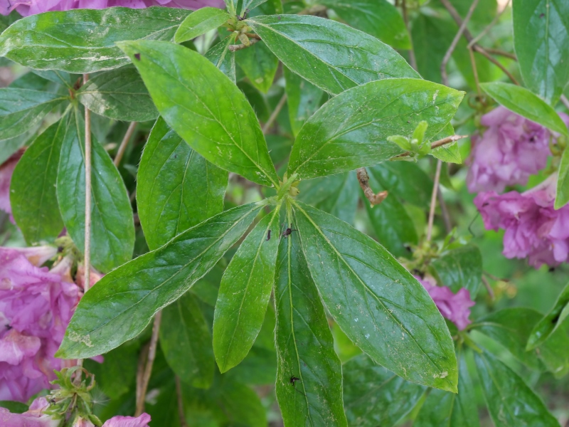 ヨドガワツツジ(Rhododendron yedoense)