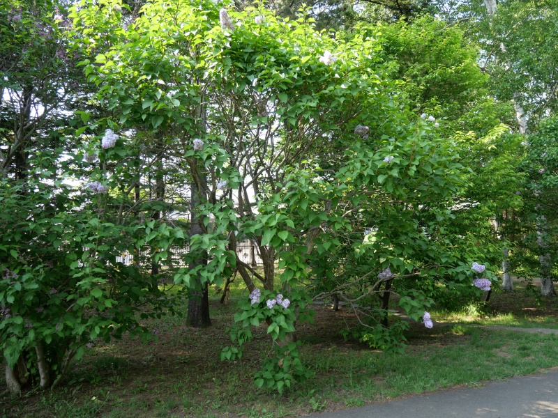 ライラック(Syringa vulgaris)