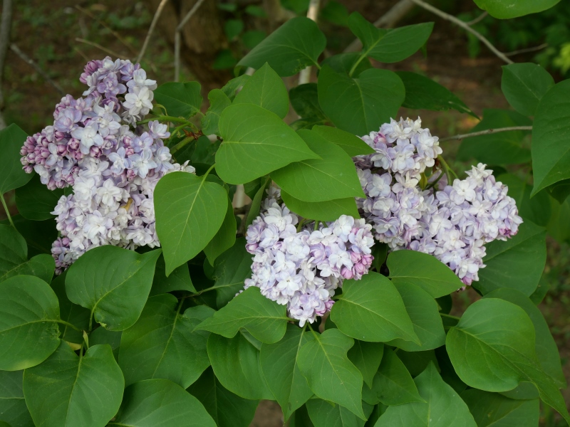 ライラック(Syringa vulgaris)