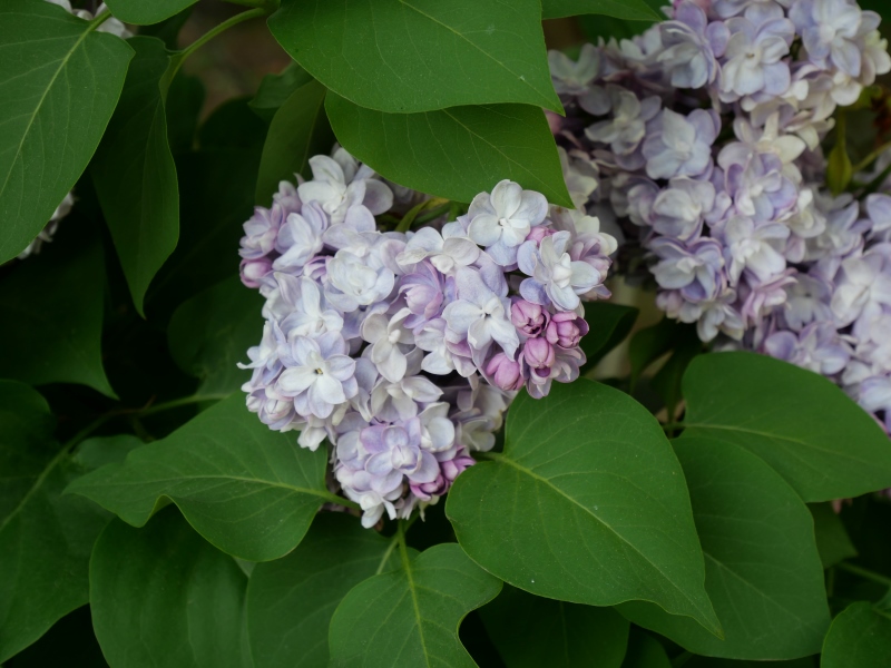 ライラック(Syringa vulgaris)
