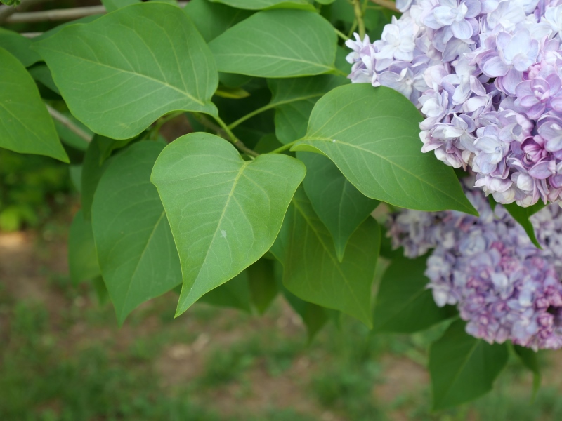 ライラック(Syringa vulgaris)