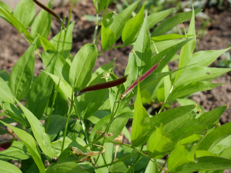 Lathyrus vernus
