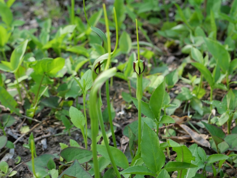 カラスビシャク(Pinellia ternata)