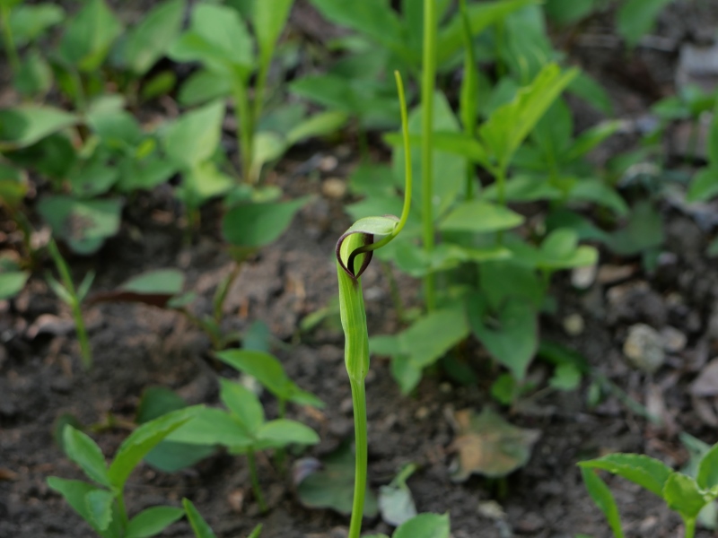 カラスビシャク(Pinellia ternata)
