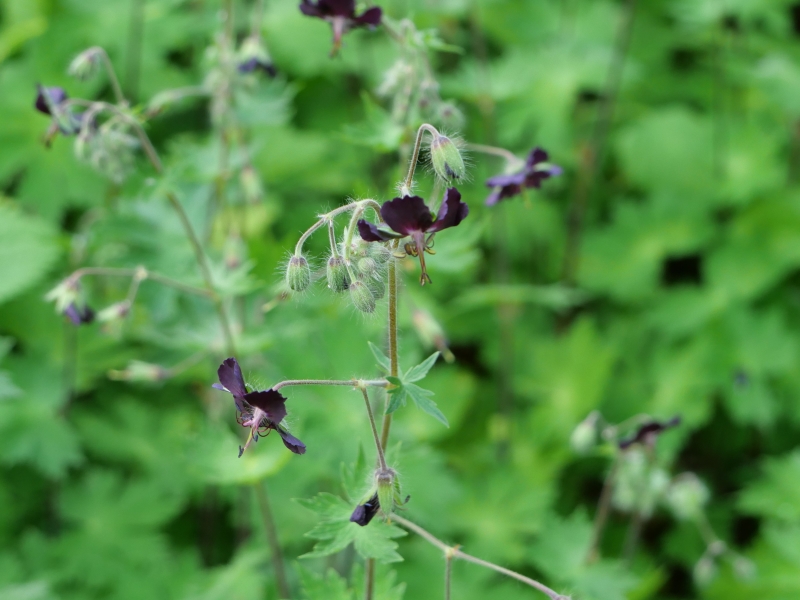 クロバナフウロ(Geranium phaeum)