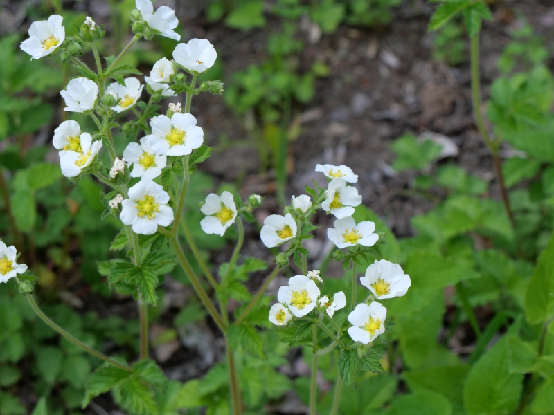 シロバナロウゲ(Drymocallis rupestris (L.) Soják)